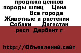 продажа ценков породы шпиц  › Цена ­ 35 000 - Все города Животные и растения » Собаки   . Дагестан респ.,Дербент г.